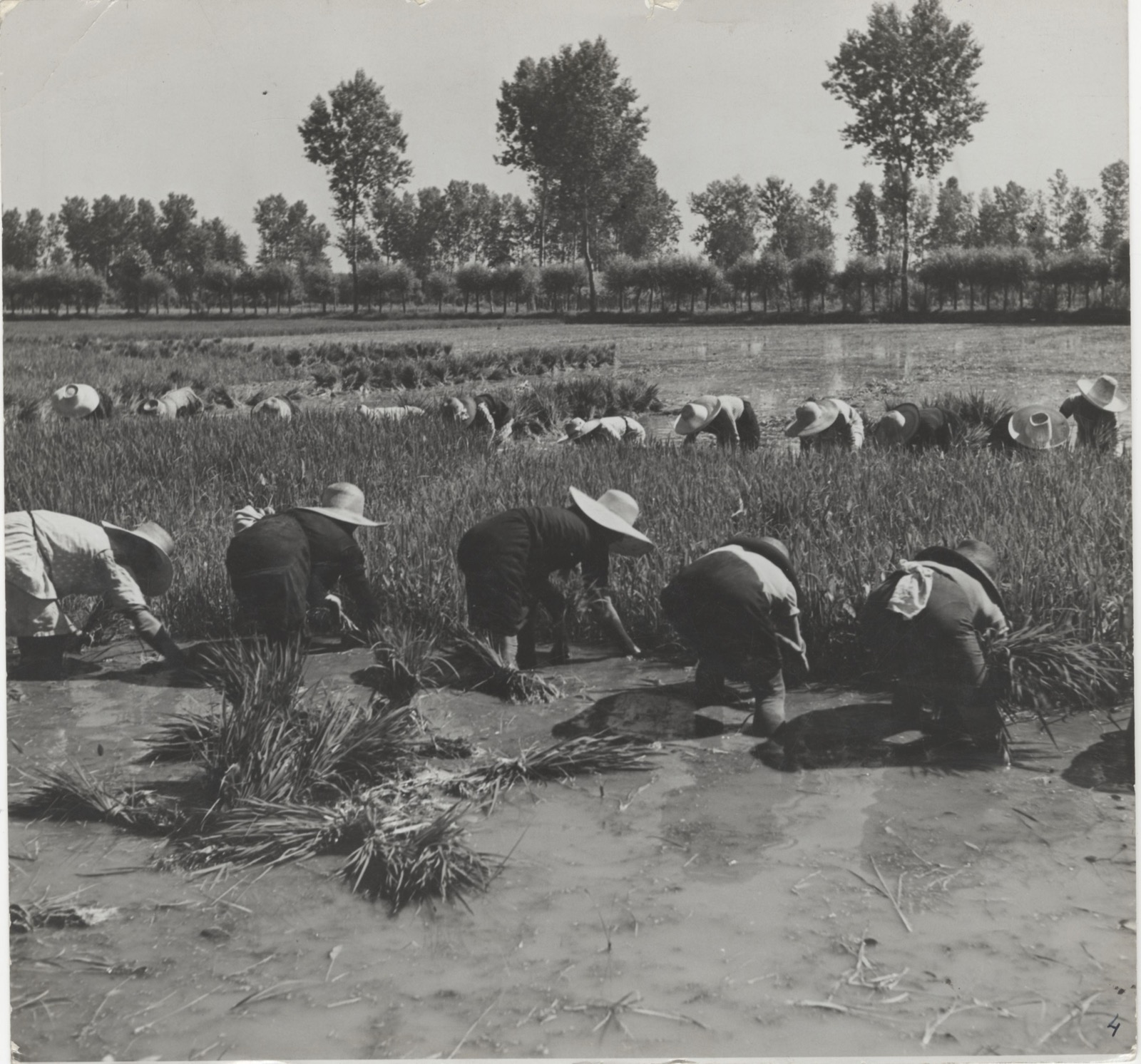 Mondine al lavoro nelle risaie della Pianura Padana, fotografia del 1940