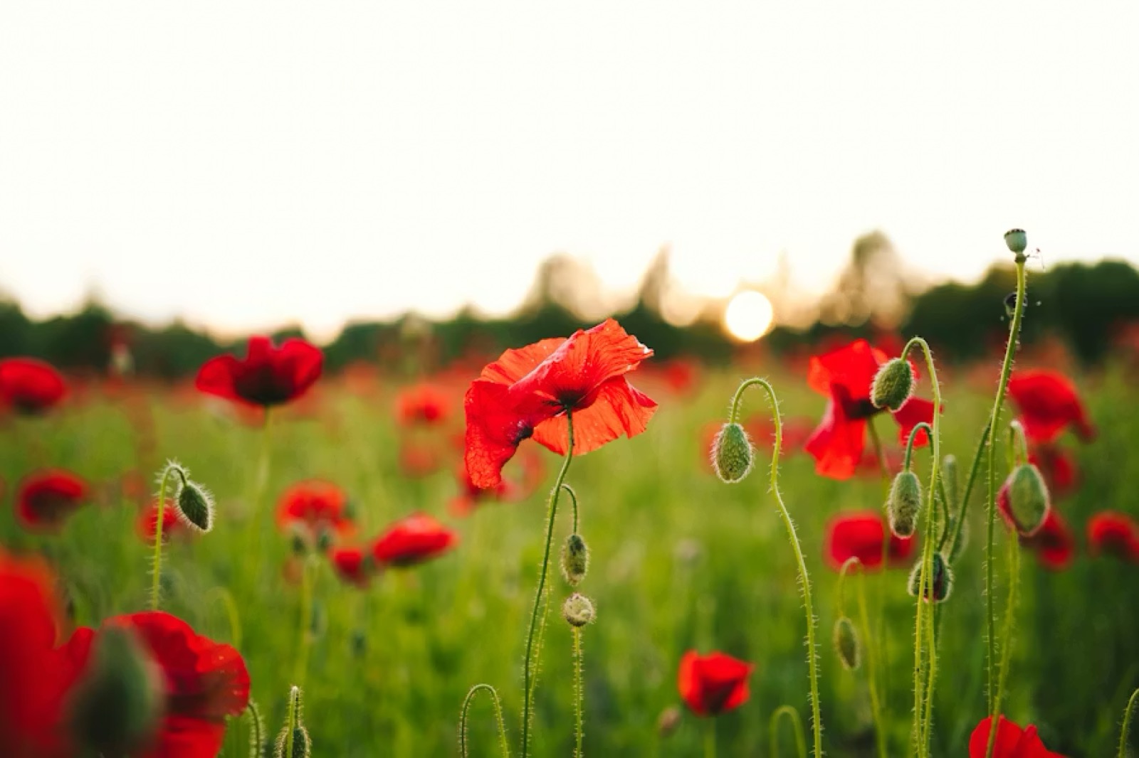 Campo di papaveri al tramonto, simbolo della memoria